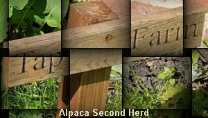 Alpaca Second Herd