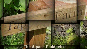 The Alpaca Paddocks