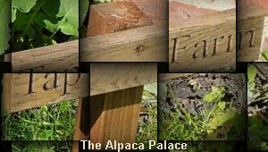 The Alpaca Palace