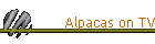 Alpacas on TV