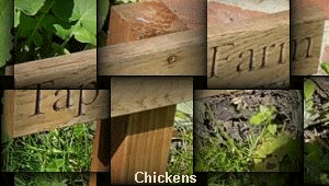 Chickens
