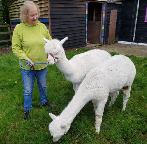 The Alpaca Paddocks - Effingham, Surrey