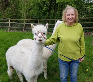 The Alpaca Paddocks - Effingham, Surrey