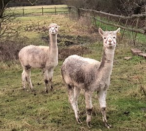 The Alpaca Paddocks - Effingham, Surrey
