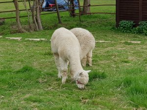 The Alpaca Paddocks - Effingham, Surrey