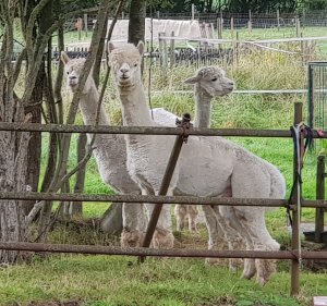 The Alpaca Paddocks - Effingham, Surrey
