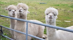 The Alpaca Paddocks - Effingham, Surrey