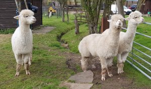 The Alpaca Paddocks - Effingham, Surrey