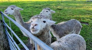 The Alpaca Paddocks - Effingham, Surrey