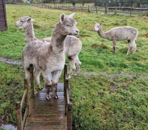 The Alpaca Paddocks - Effingham, Surrey