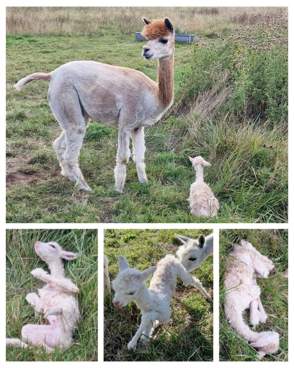 The Alpaca Paddocks - Effingham, Surrey