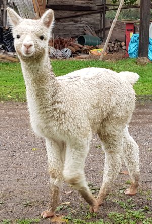 TAP FARM - Effingham, Surrey
