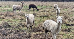 The Alpaca Paddocks - Effingham, Surrey