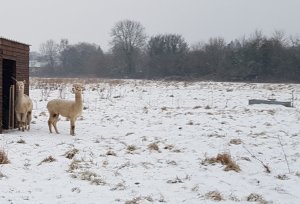 THE ALPACA PADDOCK