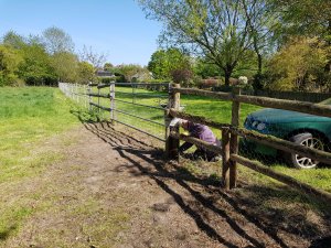 THE ALPACA PADDOCK