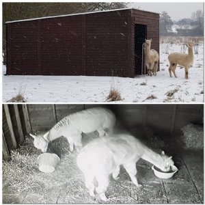 THE ALPACA PALACE