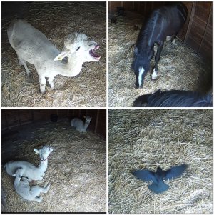 ALPACA PALACE - INTRUDERS