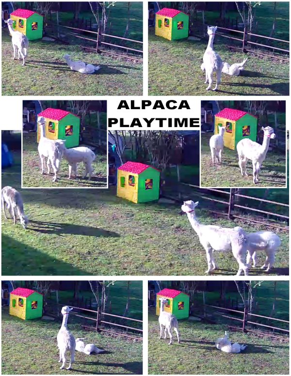The Alpaca Paddocks - Effingham, Surrey