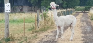 The Alpaca Paddocks - Effingham, Surrey
