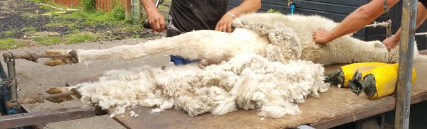 The Alpaca Paddocks - Effingham, Surrey