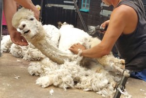 The Alpaca Paddocks - Effingham, Surrey