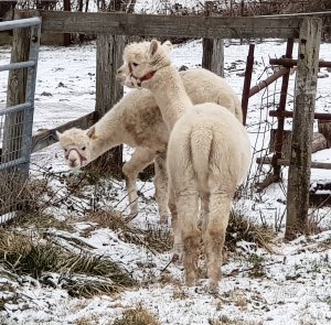 The Alpaca Paddocks - Effingham, Surrey