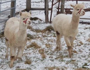 The Alpaca Paddocks - Effingham, Surrey