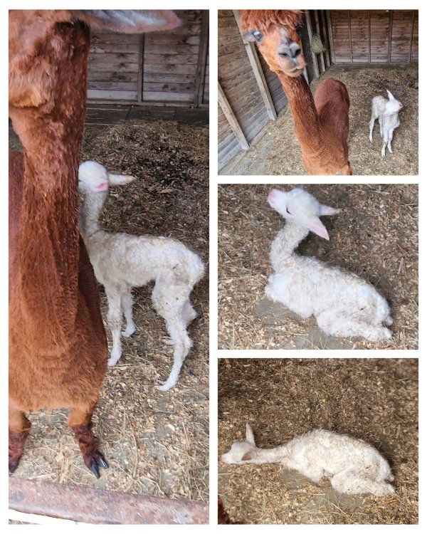 The Alpaca Paddocks - Effingham, Surrey