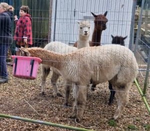 The Alpaca Paddocks - Effingham, Surrey