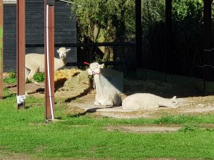 The Alpaca Paddocks - Effingham, Surrey