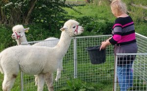 TAP FARM - Effingham, Surrey