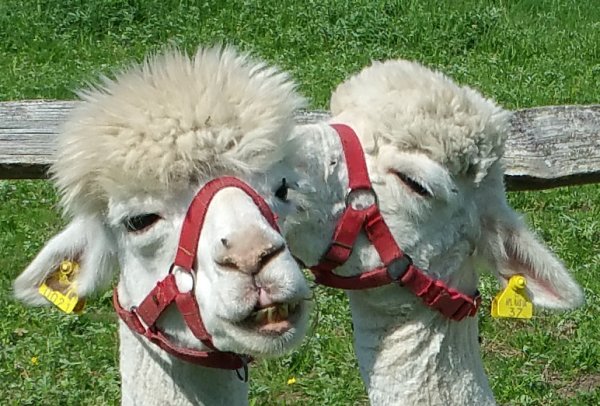 The Alpaca Paddocks - Effingham, Surrey