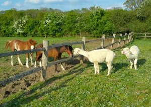 TAP FARM - Effingham, Surrey