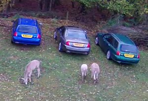 The Alpaca Paddocks - Effingham, Surrey