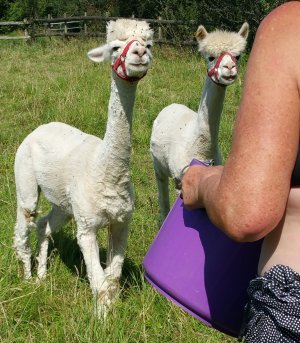 TAP FARM - Effingham, Surrey