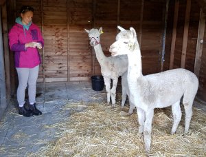 TAP FARM - Effingham, Surrey