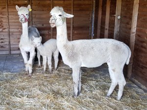 TAP FARM - Effingham, Surrey