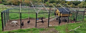 TAP FARM - Effingham, Surrey