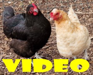 TAP FARM - Chickens