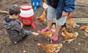 TAP FARM - Effingham, Surrey