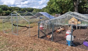 TAP FARM - Effingham, Surrey