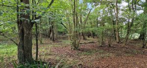 TAP FARM - Effingham, Surrey