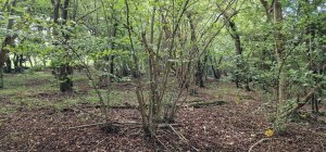 TAP FARM - Effingham, Surrey