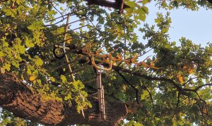 TAP FARM - Effingham, Surrey
