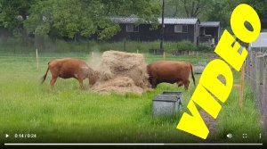 TAP FARM - Effingham, Surrey