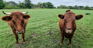 TAP FARM - Cows