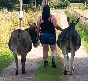 TAP FARM - Effingham, Surrey