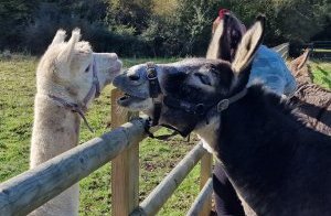 TAP FARM - Effingham, Surrey