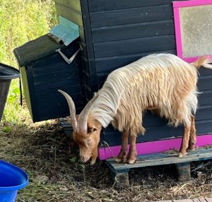 TAP FARM - GOATS