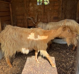 TAP FARM - GOATS